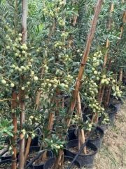 Bol meyveli SAKSIDA 4 YAŞ BODUR ARBEQUEİNEA İSPANYOL ZEYTİN FİDANI