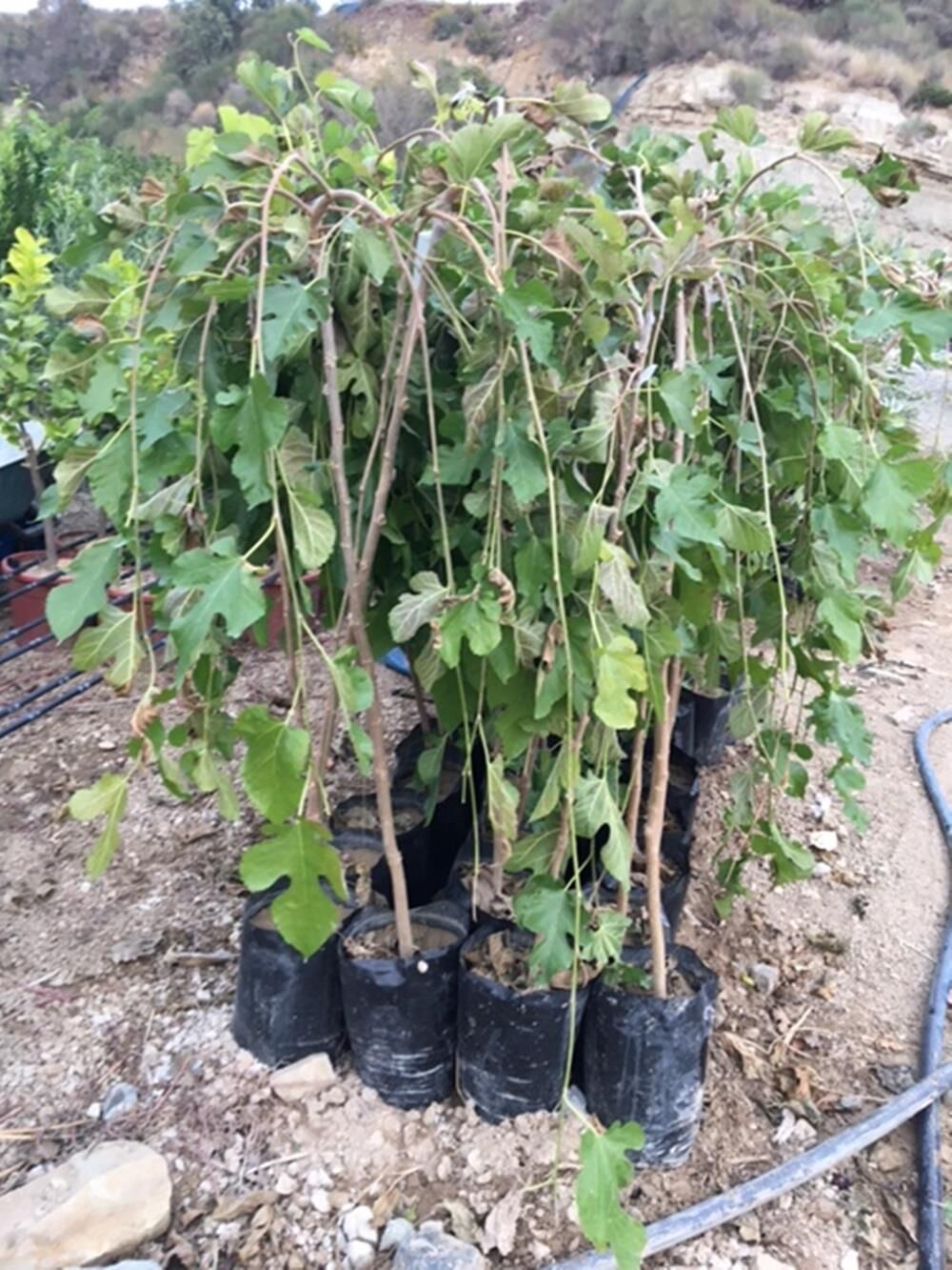 TÜPLÜ 2 YAŞ TERS(PARAŞÜT) DUT FİDANI