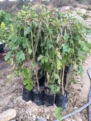 TÜPLÜ 2 YAŞ TERS(PARAŞÜT) DUT FİDANI