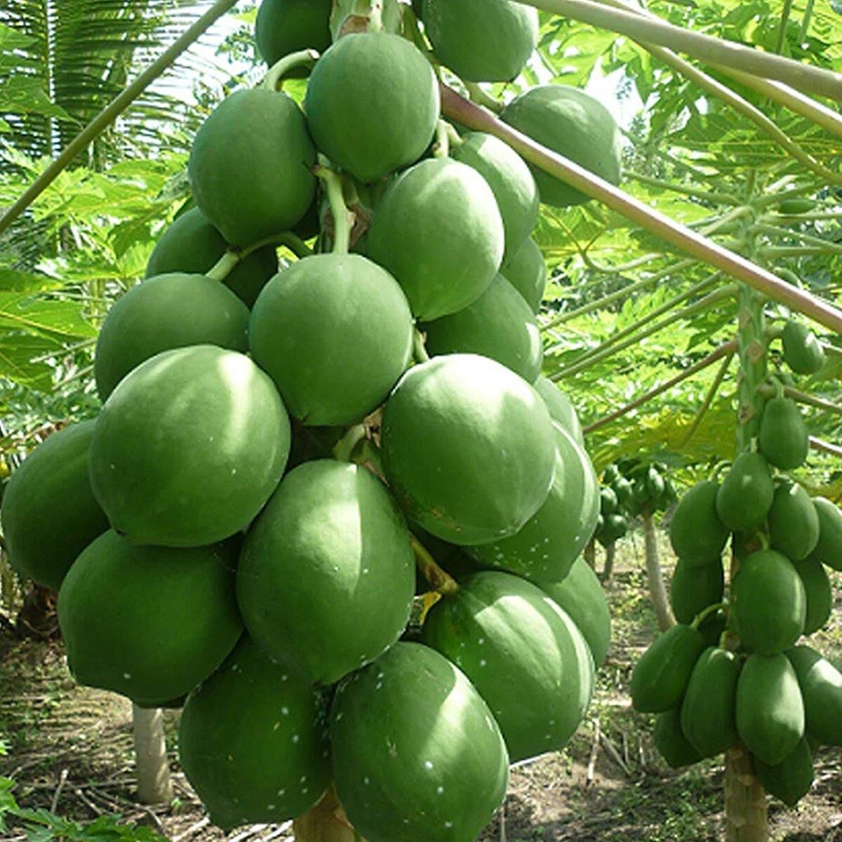 2 YAŞ TÜPLÜ CARACİA PAPAYA MEYVE FİDANI 100-130 CM