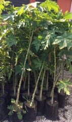 2 YAŞ TÜPLÜ CARACİA PAPAYA MEYVE FİDANI 100-130 CM