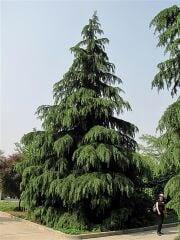 tüplü Himalaya  sediri  110-140 CM