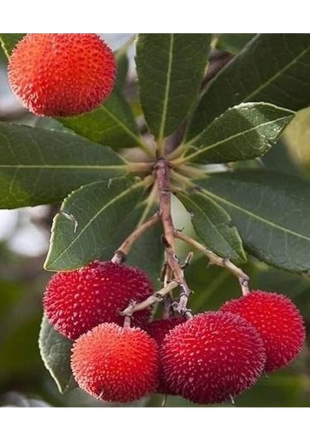 3 Yaş Kocayemiş (dağ Çileği) Fidanı 80-110 cm