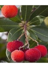 3 Yaş Kocayemiş (dağ Çileği) Fidanı 80-110 cm