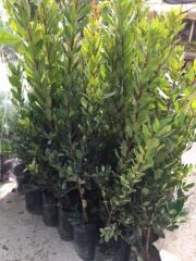 3 Yaş Kocayemiş (dağ Çileği) Fidanı 80-110 cm