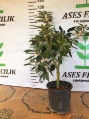 Aşılı saksıda  Fuerte Avokado(SINIRLI STOK) 4 Yaş Boy 60-90 Cm
