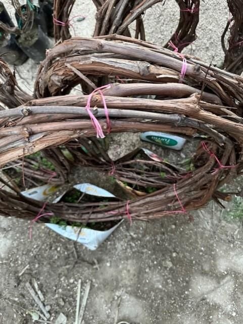 7-8 METRE RED GLOBLE ÜZÜM FİDANI(sınırlı Stok)