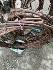 7-8 METRE RED GLOBLE ÜZÜM FİDANI(sınırlı Stok)