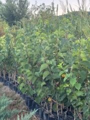 Tüplü Ekşi Kara Urmu Dut Fidanı 130-150 cm
