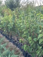 Tüplü Ekşi Kara Urmu Dut Fidanı 130-150 cm