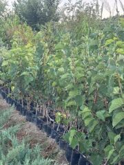 Tüplü Ekşi Kara Urmu Dut Fidanı 130-150 cm