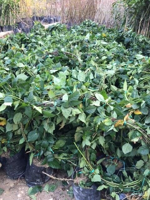 4-5 M DİKENSİZ JUMBO BÖĞÜRTLEN FİDAN