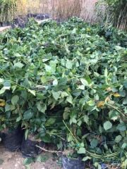 4-5 M DİKENSİZ JUMBO BÖĞÜRTLEN FİDAN