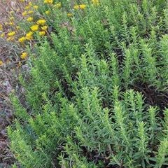 Kekik Fidanı 10 Adet