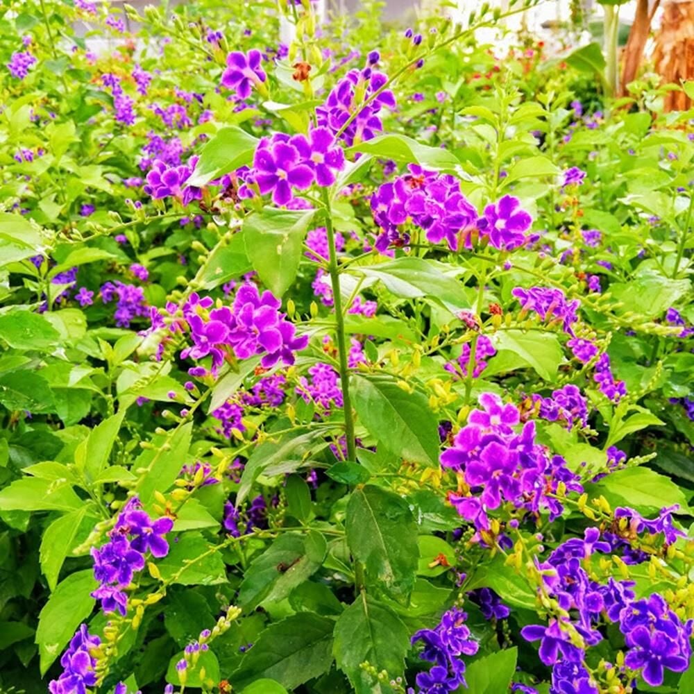 Saksıda Duranda  Çiçeği - Ağaç Menekşesi  80-100 CM