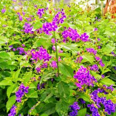 Saksıda Duranda  Çiçeği - Ağaç Menekşesi  80-100 CM