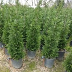 12 Lt saksıda Cupressocyparis Leylandii Leylandi Fidan 80-100 Cm
