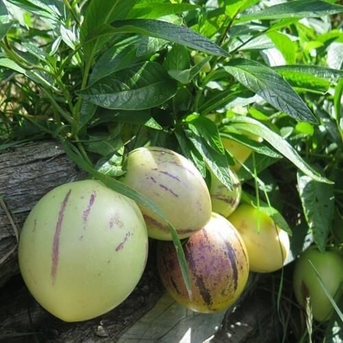 2 ADET Tüplü Salkım Meyveli Pepino Fidanı Yaş 1 Boy 45-65cm