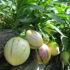 4 ADET Tüplü Salkım Meyveli Pepino Fidanı Yaş 1 Boy 45-65cm