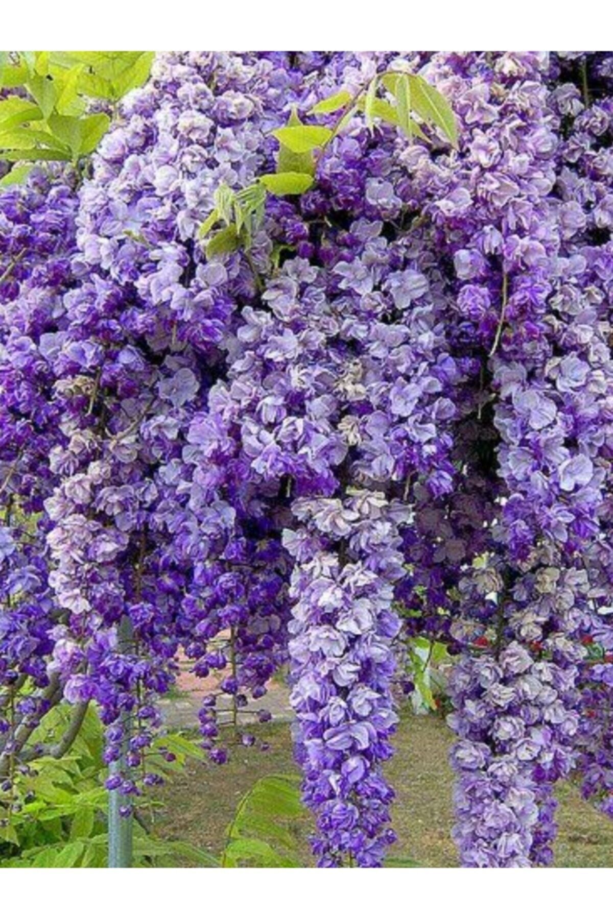 SAKSIDA 3 YAŞ ÇOK DALLI MOR SALKIM FİDANI BOY 120-150 CM