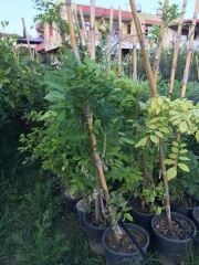 SAKSIDA 3 YAŞ ÇOK DALLI MOR SALKIM FİDANI BOY 120-150 CM
