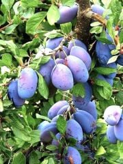 3 YAŞ TÜPLÜ MÜRDÜM ERİĞİ FİDANI BOY 120-150 CM