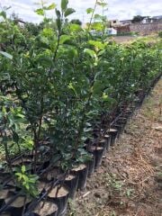 3 YAŞ TÜPLÜ MÜRDÜM ERİĞİ FİDANI BOY 120-150 CM