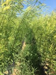 3 YAŞ TÜPLÜ SALKIM SÖĞÜT FİDANI 150-180 CM