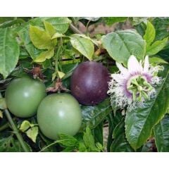 TÜPLÜ MOR PASSİFLORA FİDANI YAŞ 2 BOY 130-150