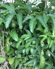 TÜPLÜ MOR PASSİFLORA FİDANI YAŞ 2 BOY 130-150