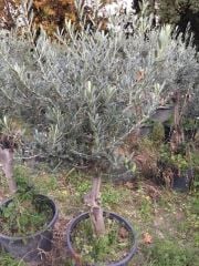 10-15 yaş Gemlik Zeytin Ağacı boy 120-150 cm