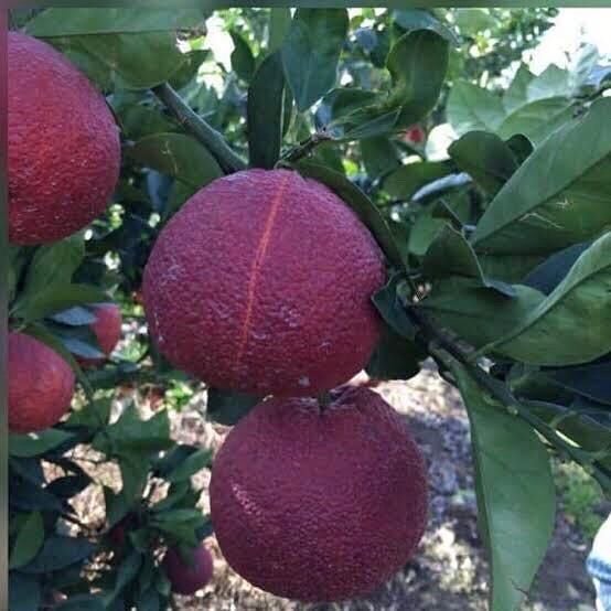 SMİTH RED VALENCİA(Kanlı Mayıs Portakalı) YAŞ 2 BOY 100-130 CM