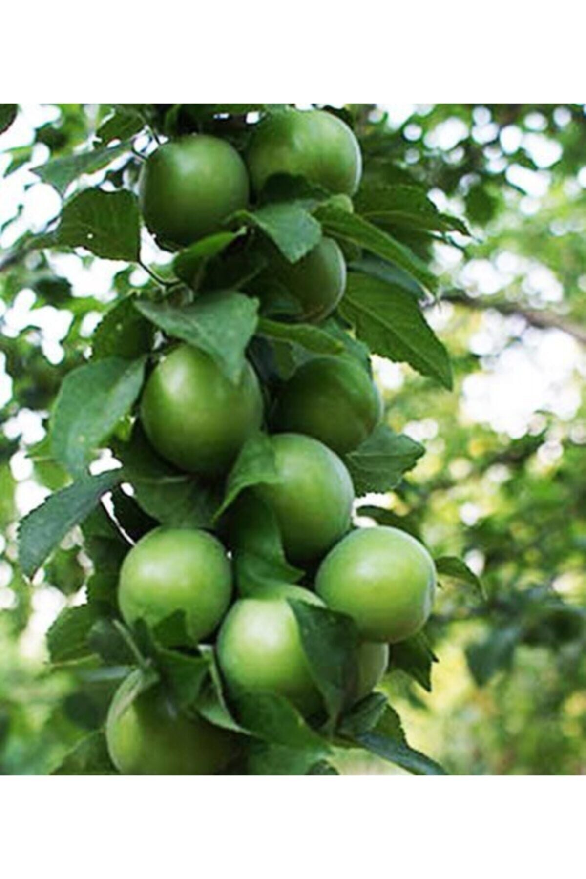 3 Yaş tüplü Aşılı Papaz Erik Fidanı 120-150 cm