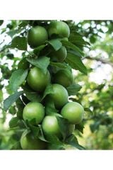 3 Yaş tüplü Aşılı Papaz Erik Fidanı 120-150 cm