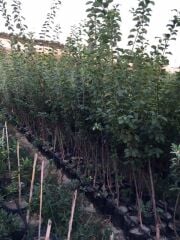 3 Yaş tüplü Aşılı Papaz Erik Fidanı 120-150 cm