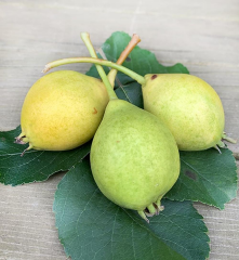 3 YAŞ TÜPLÜ AŞILI ERKENCİ AKÇA BAL ARMUT BOY 120-150 CM