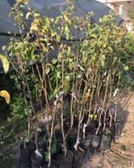 3 YAŞ TÜPLÜ AŞILI ERKENCİ AKÇA BAL ARMUT BOY 120-150 CM