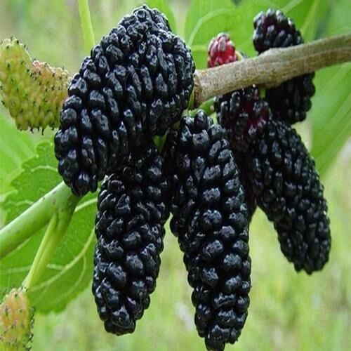 4 yaş saksıda Kalın gövdeli Aşılı Yediveren Avustralya (iri) Dut Fidanı