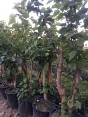 4 yaş saksıda Kalın gövdeli Aşılı Yediveren Avustralya (iri) Dut Fidanı