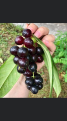 SAKSIDA LAZ KİRAZI (KARAYEMİŞ) FİDANI 2 YAŞ BOY 70-90 CM