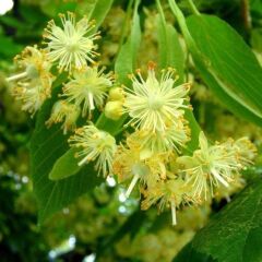 3 YAŞ TÜPLÜ IHLAMUR AĞACI FİDANI 130-150 CM