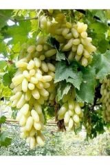 2 Yaş Tüplü Fidan Hatun Parmağı Üzüm Fidanı 80-110 cm