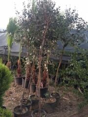 7 yaş meyve veren Saksıda Feijoa (kaymak Ağacı) Fidanı 200 +Cm Boy