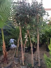 7 yaş meyve veren Saksıda Feijoa (kaymak Ağacı) Fidanı 200 +Cm Boy