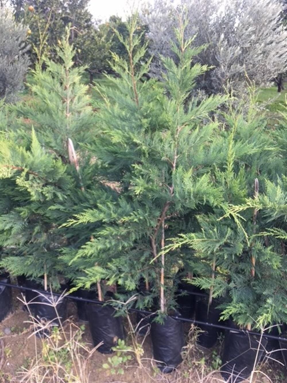 Tüplü Leylandi Fidanı (120-150 Cm)