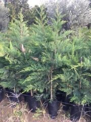 Tüplü Leylandi Fidanı (120-150 Cm)