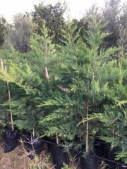 Tüplü Leylandi Fidanı (120-150 Cm)