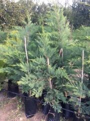 Tüplü Leylandi Fidanı (120-150 Cm)