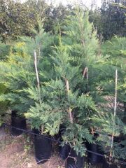 Tüplü Leylandi Fidanı (120-150 Cm)