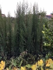 4 ADET 200 CM ÜSTÜ KARA SELVİ FİDANI